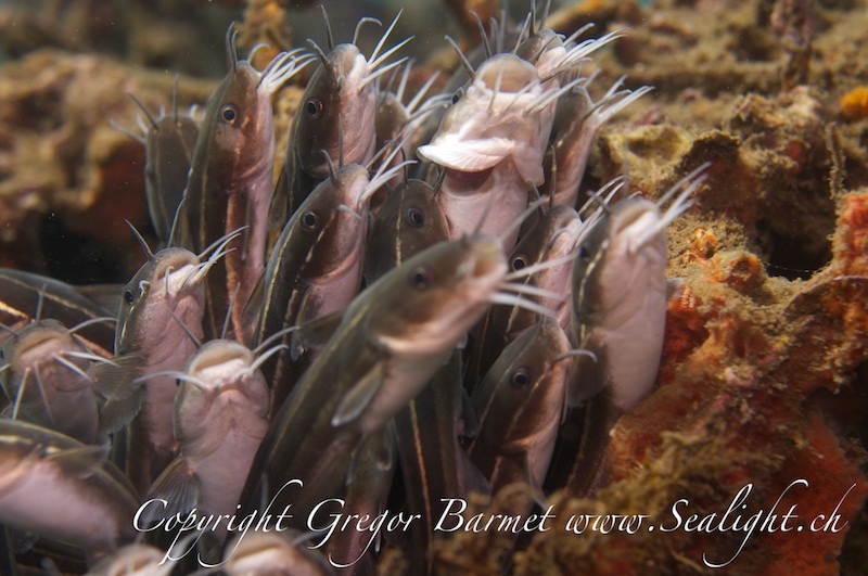 Korallenwels - Plotosus lineatus