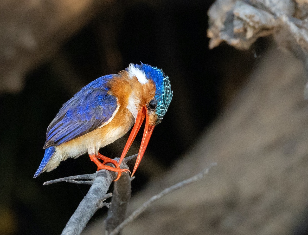 Fotosafari Botswana 2024, Kingfisher