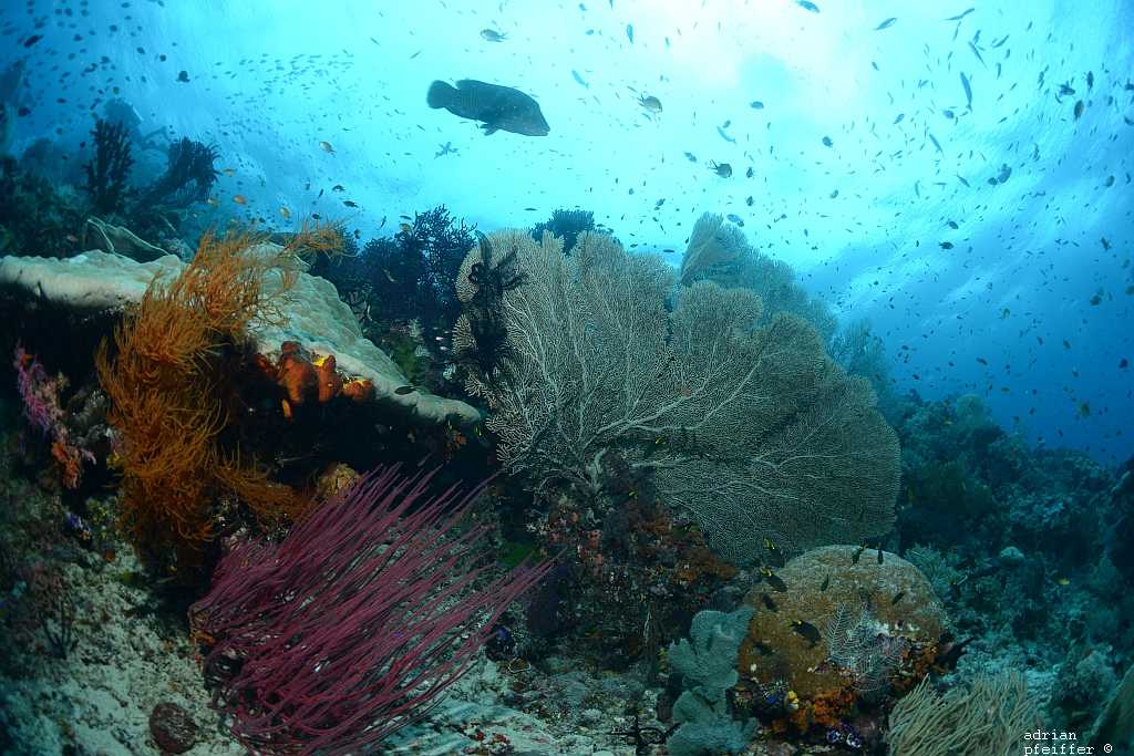 Schwarze Koralle, Besengorgonie, Knotenfächer