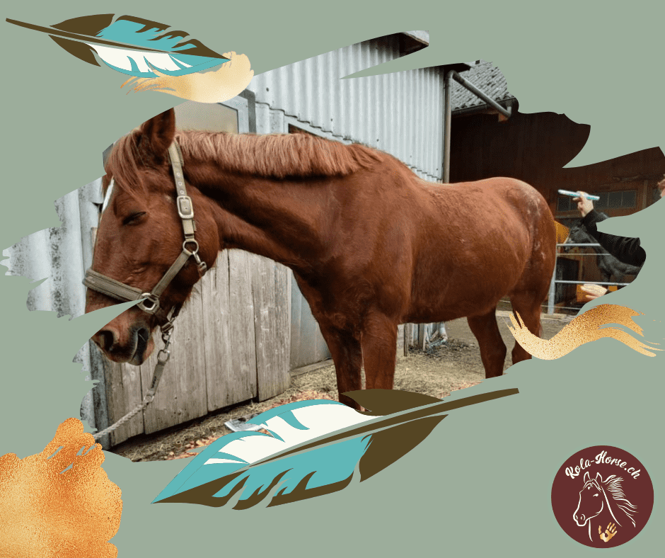 Blog 21. Ausbildungstag Tier-Shiatsu-Therapeutin – Faszien Arbeit sowie Moxa beim Pferd