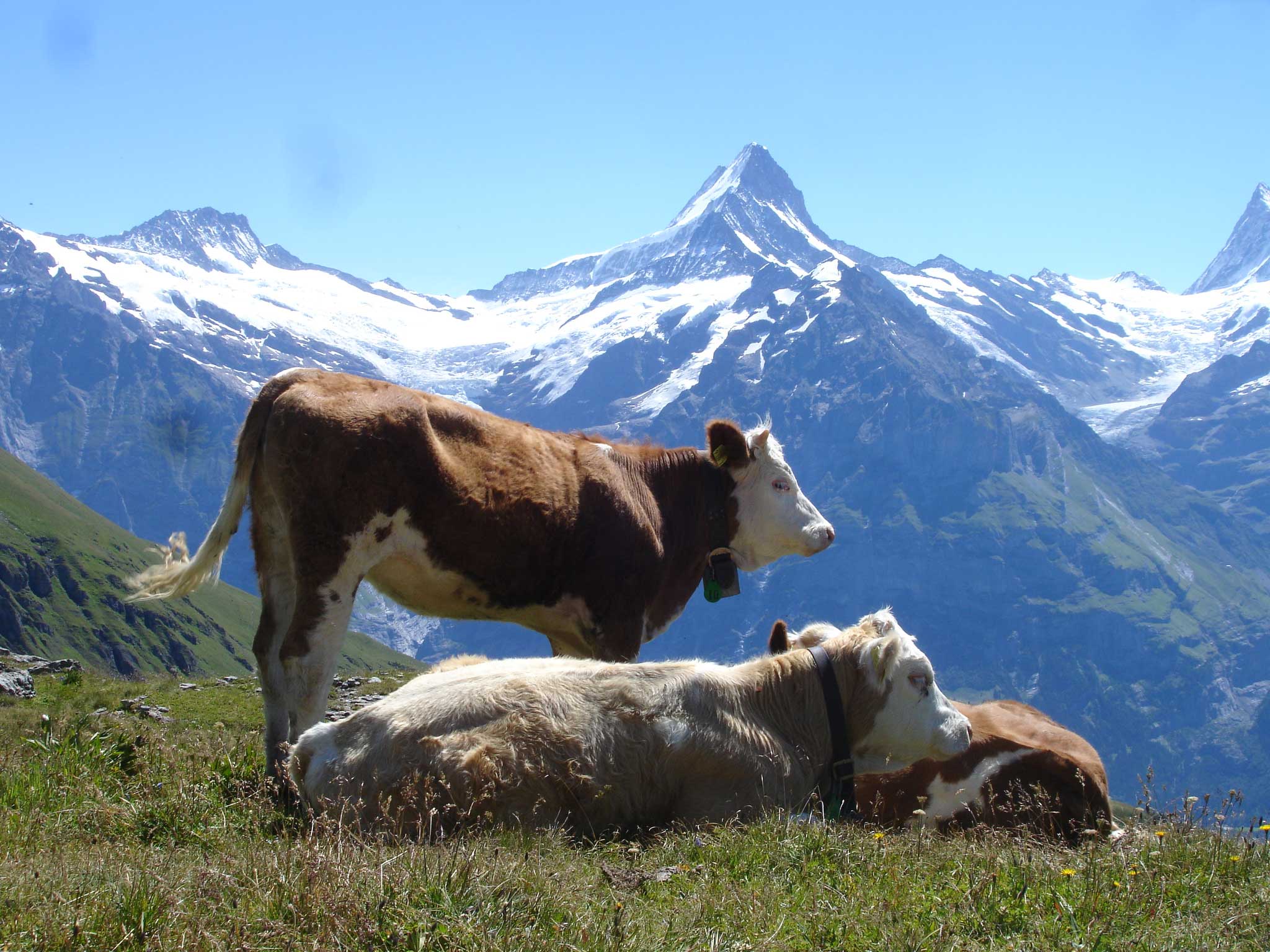 Unsere Tiere auf der Alp Bussalp Im Hintergrund die imposanten Berge