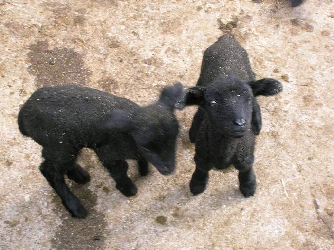 Little sheeps  Zwei von Vrenelis Drillingen
