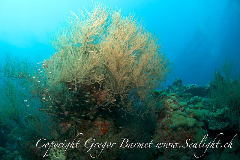 Schwarze Koralle - Antipathes dichotoma