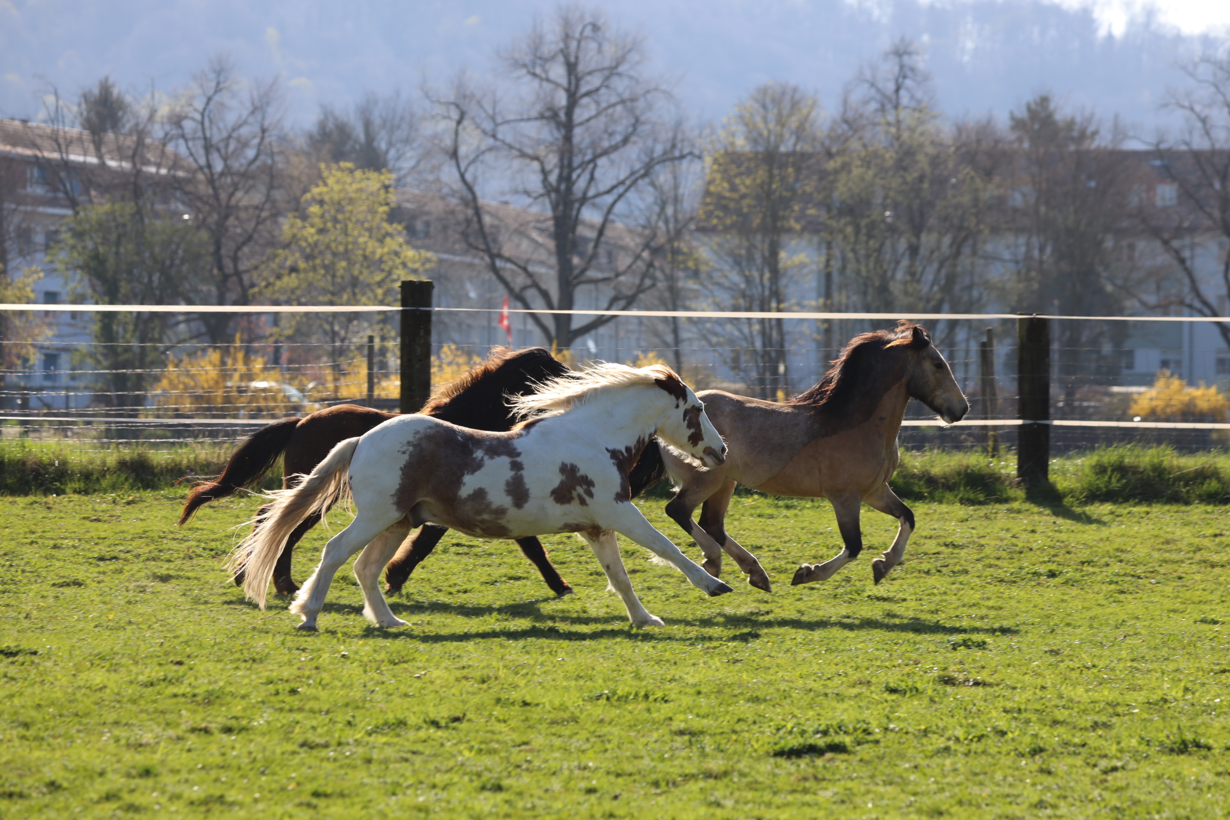 Tierpatenschaft Pferd: Ein Jahr