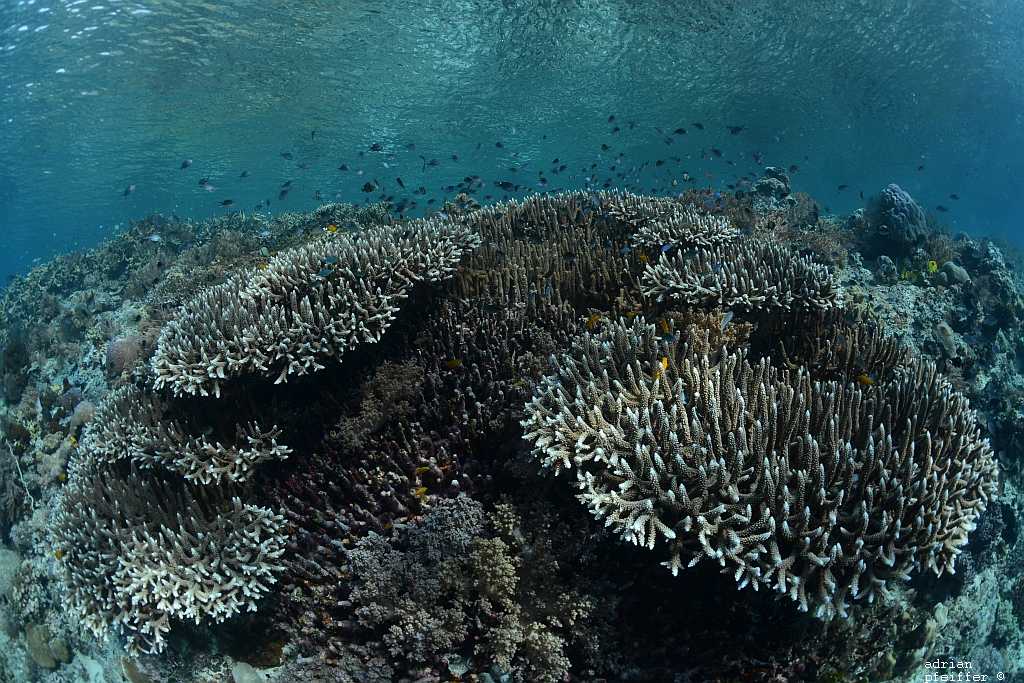 Hirschgeweihkorallen(Acropora-Koralle)