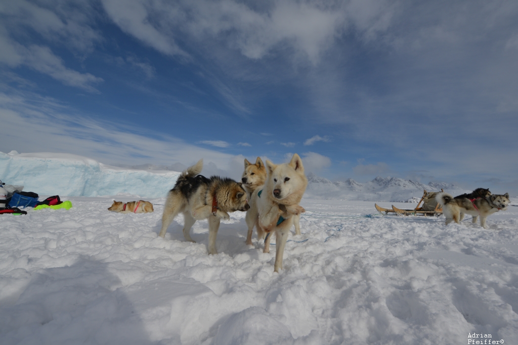 Fahrt mit den Schlittenhunden zum Tauchplatz in der zugefrorenen Bucht vor Tasiilaq