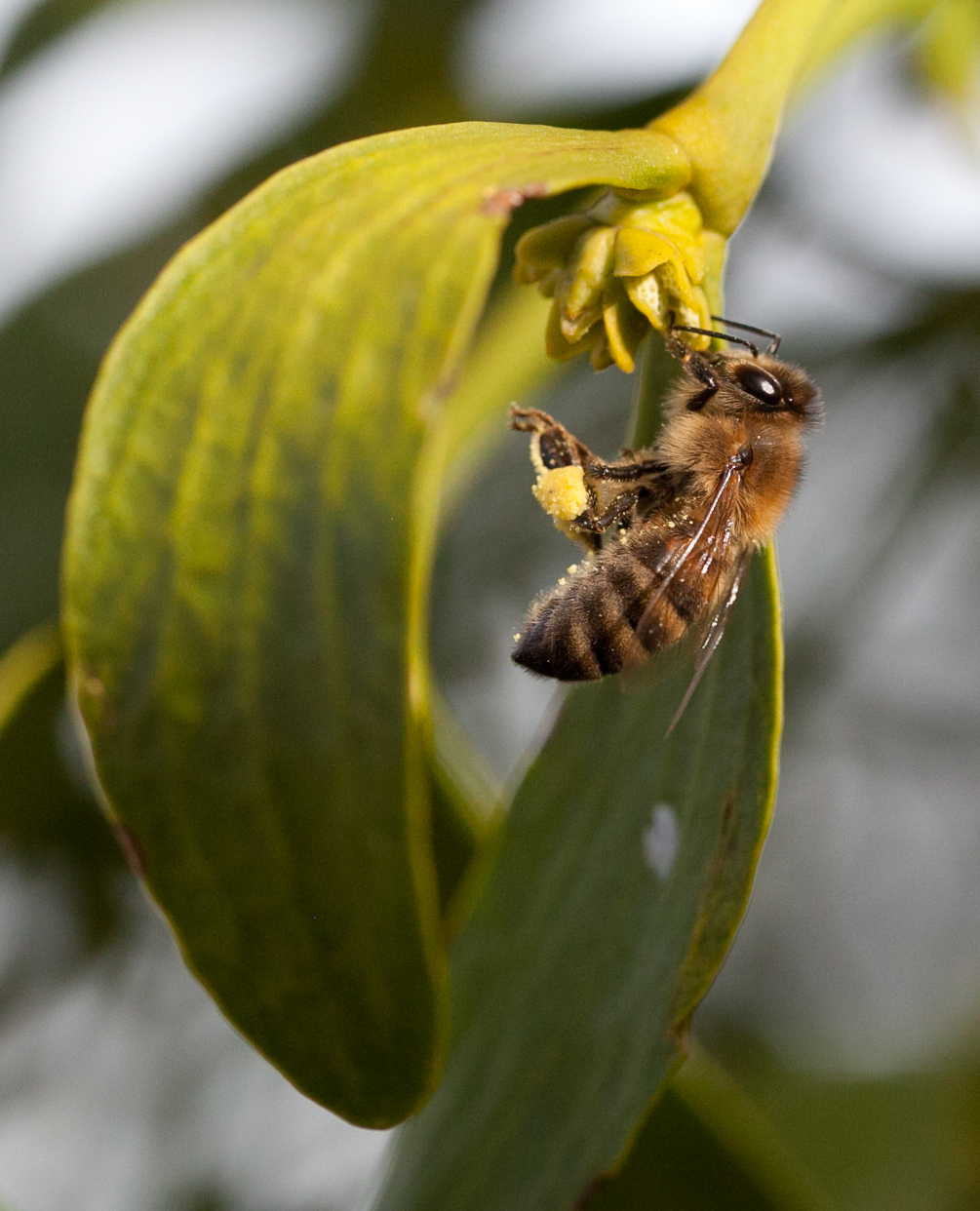 Eine Honigbiene sammelt an der Mistelblüte wertvollen Pollen.
