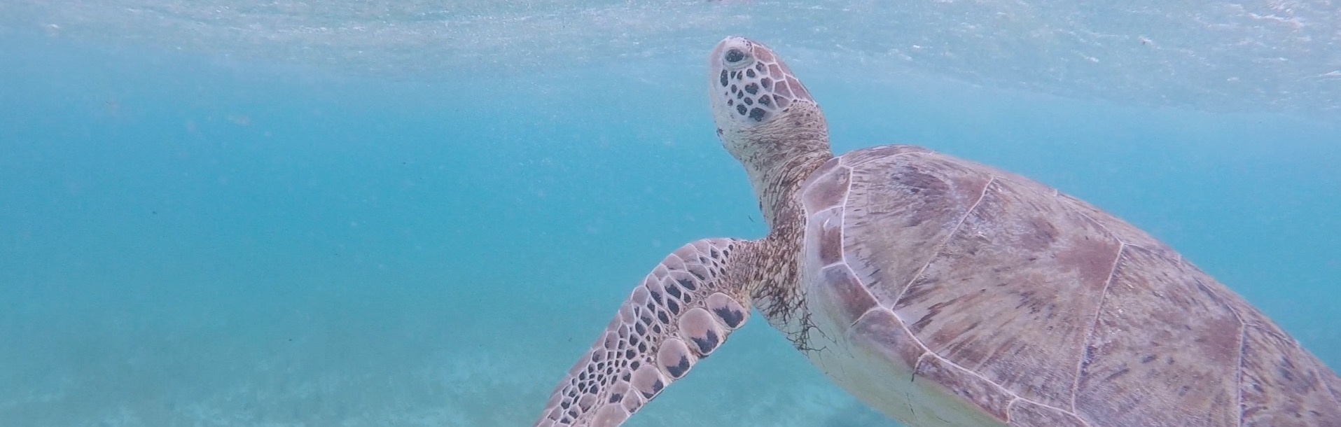 Swimming with a green turtle in Tobago Cays - Caribbean