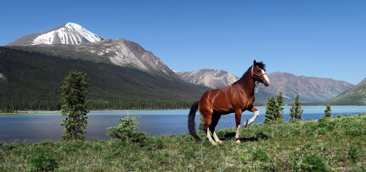 Yukon – überwältigende Augenblicke auf dem Pferderücken.