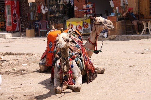 Ägyptische Kamele sind freundlich