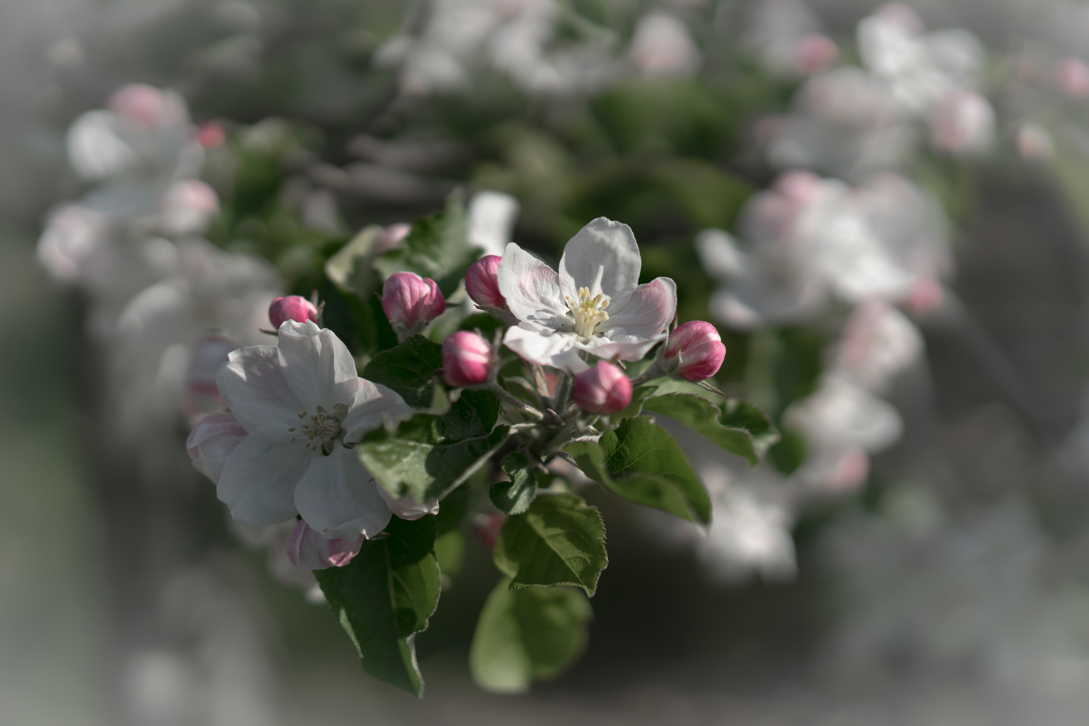 Zeit der Apfelblüte im Thurgau - eine weiss-rosa Pracht