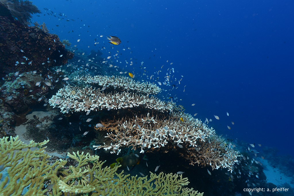 Hirschgeweih-Koralle