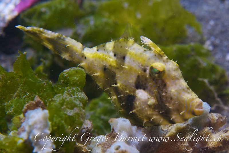 Algen Feilenfisch - Pseudomonacanthus macrurus