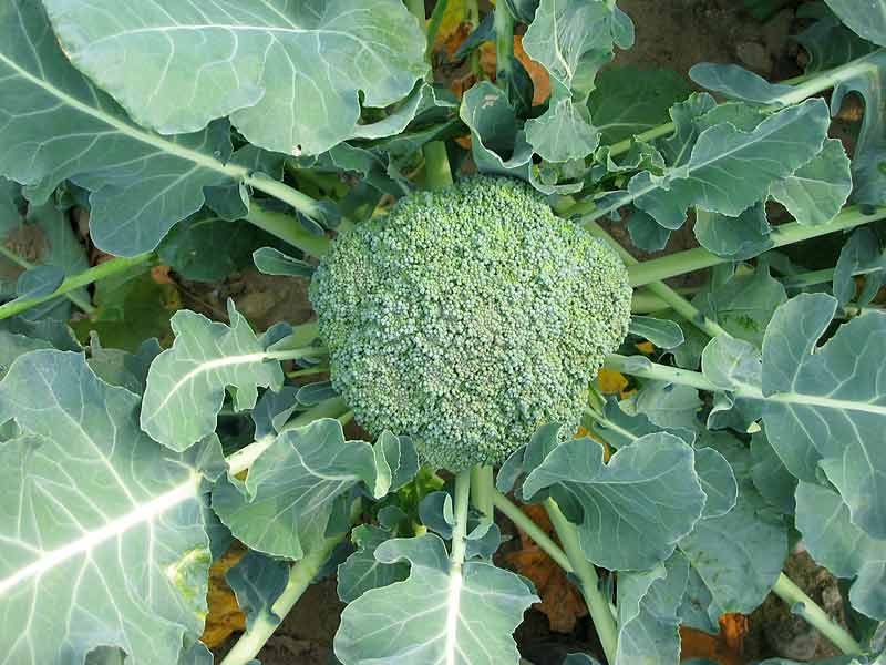 junger Broccoli