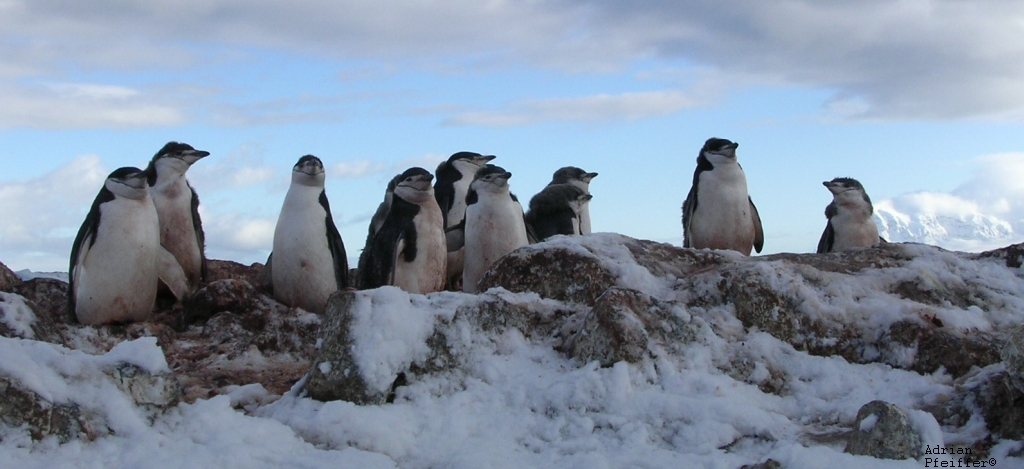 Zügel-Pinguine