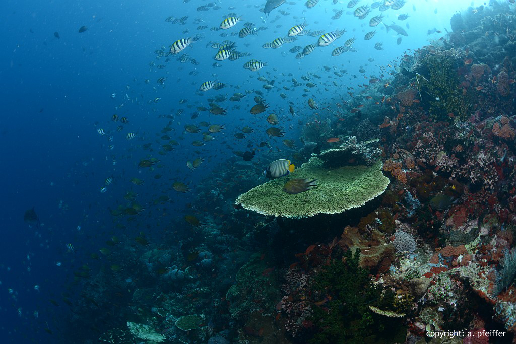 Fischreiche Korallenlandschaft in Komodo