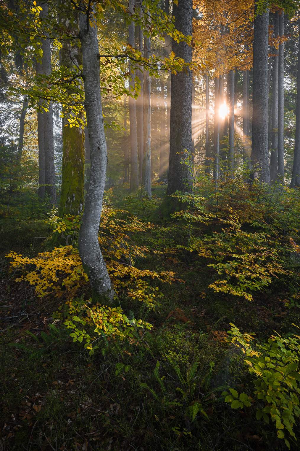 Noch vermag die herbstliche Morgensonne die Frühnebel zu durchdringen - Mystik im Buchenwald