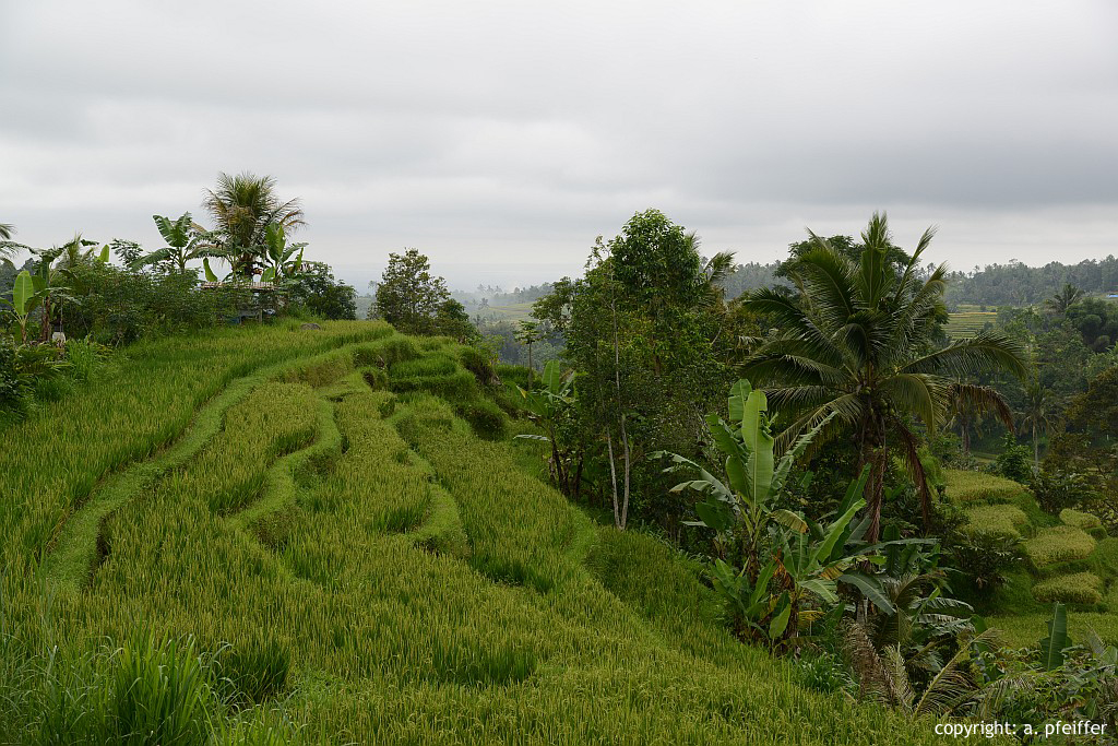 Reisterrassen bei Tirtagangga, Bali