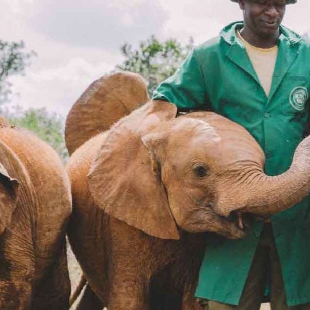 Elephant Orphanage (18km)