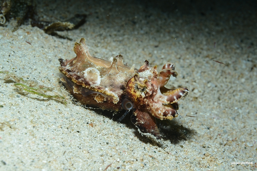 Flammende Sepia (flamboynant squid)