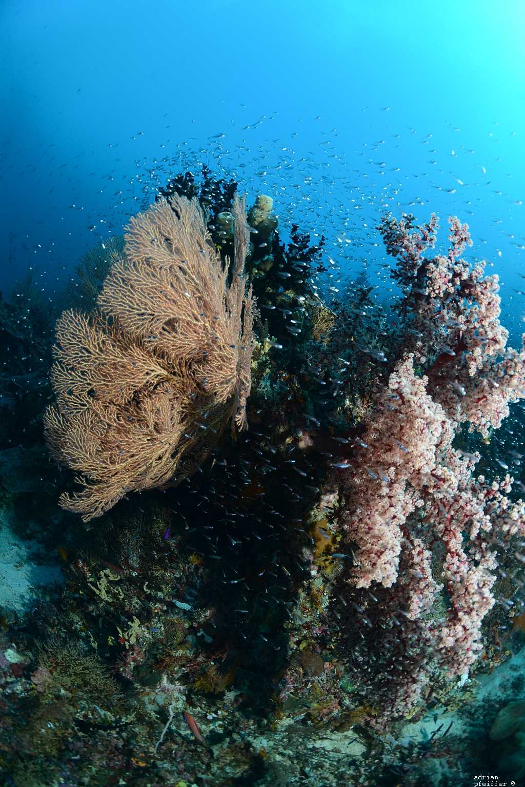 Gorgonie (Knotenfächer) melithaea sp. / Prachtskorallen