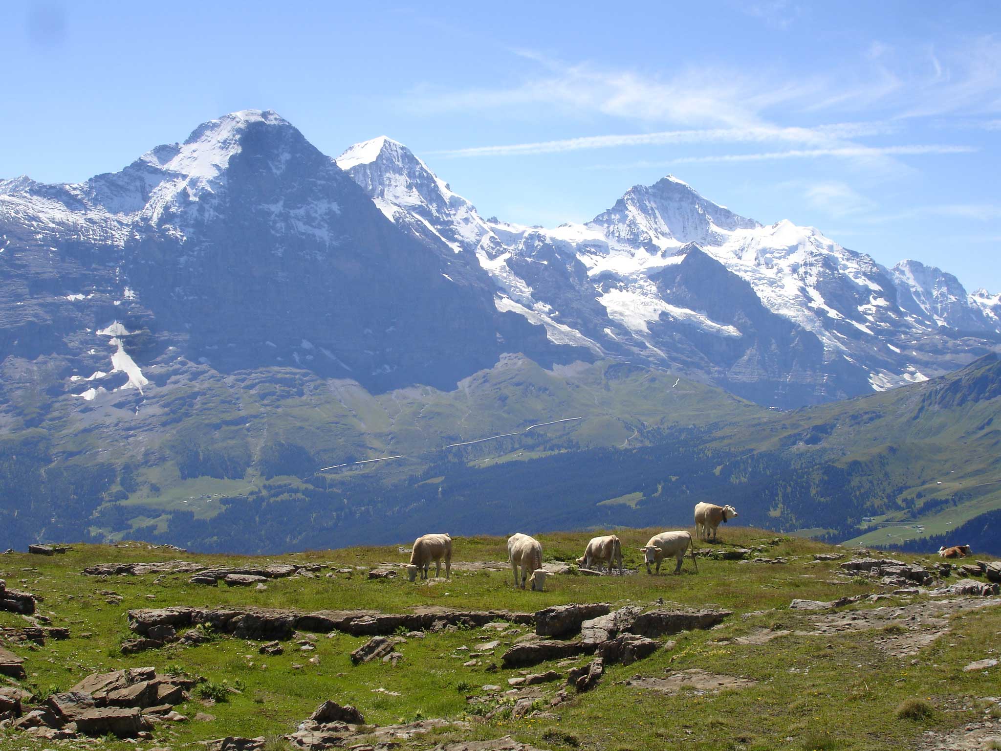 Alp Bussalp Im Hintergrund das weltberühmte Dreigestirn mit Eiger, Mönch und Jungfrau