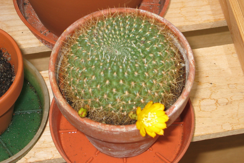 Kaktusblüte 2004