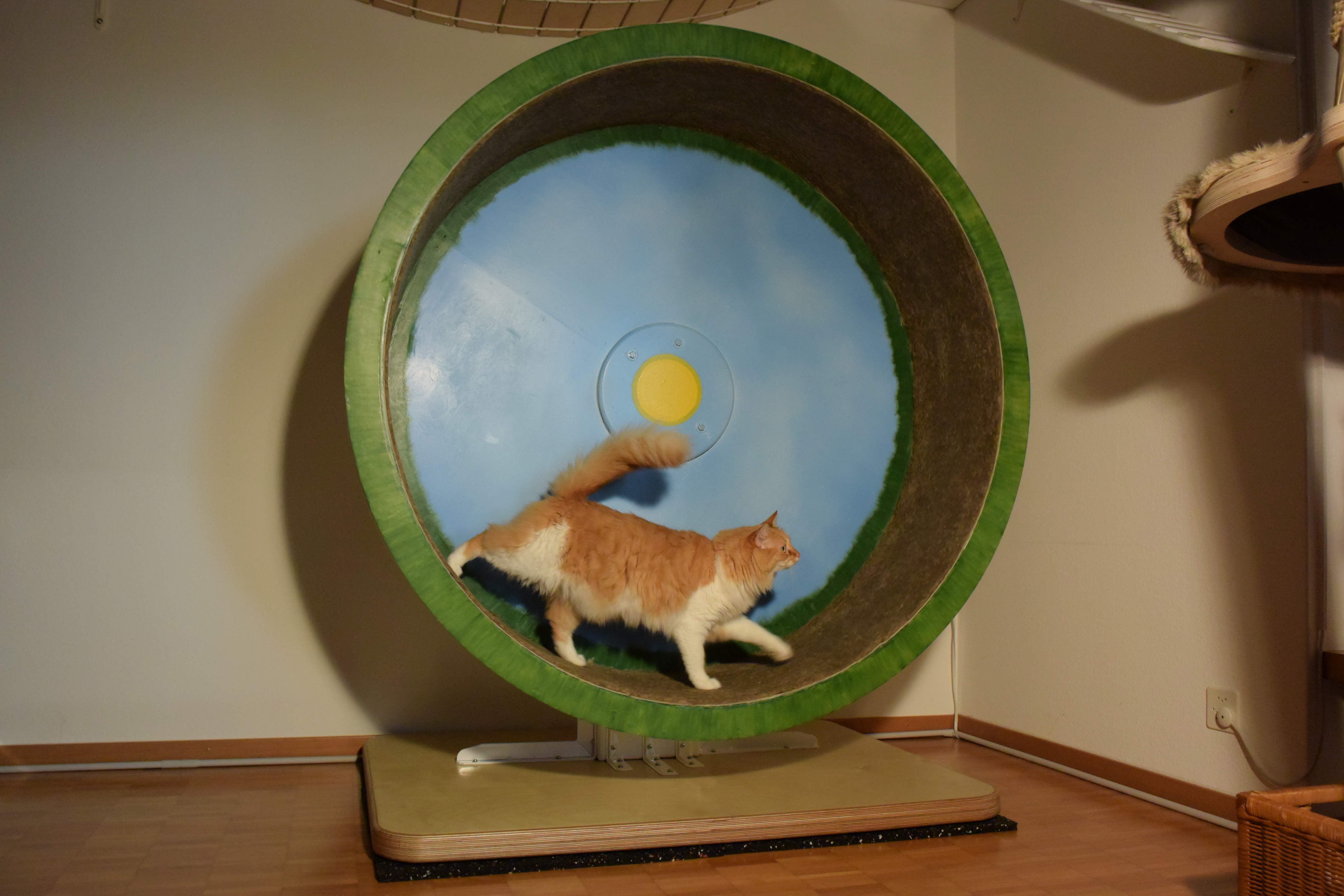 Cat Wheel 2.0