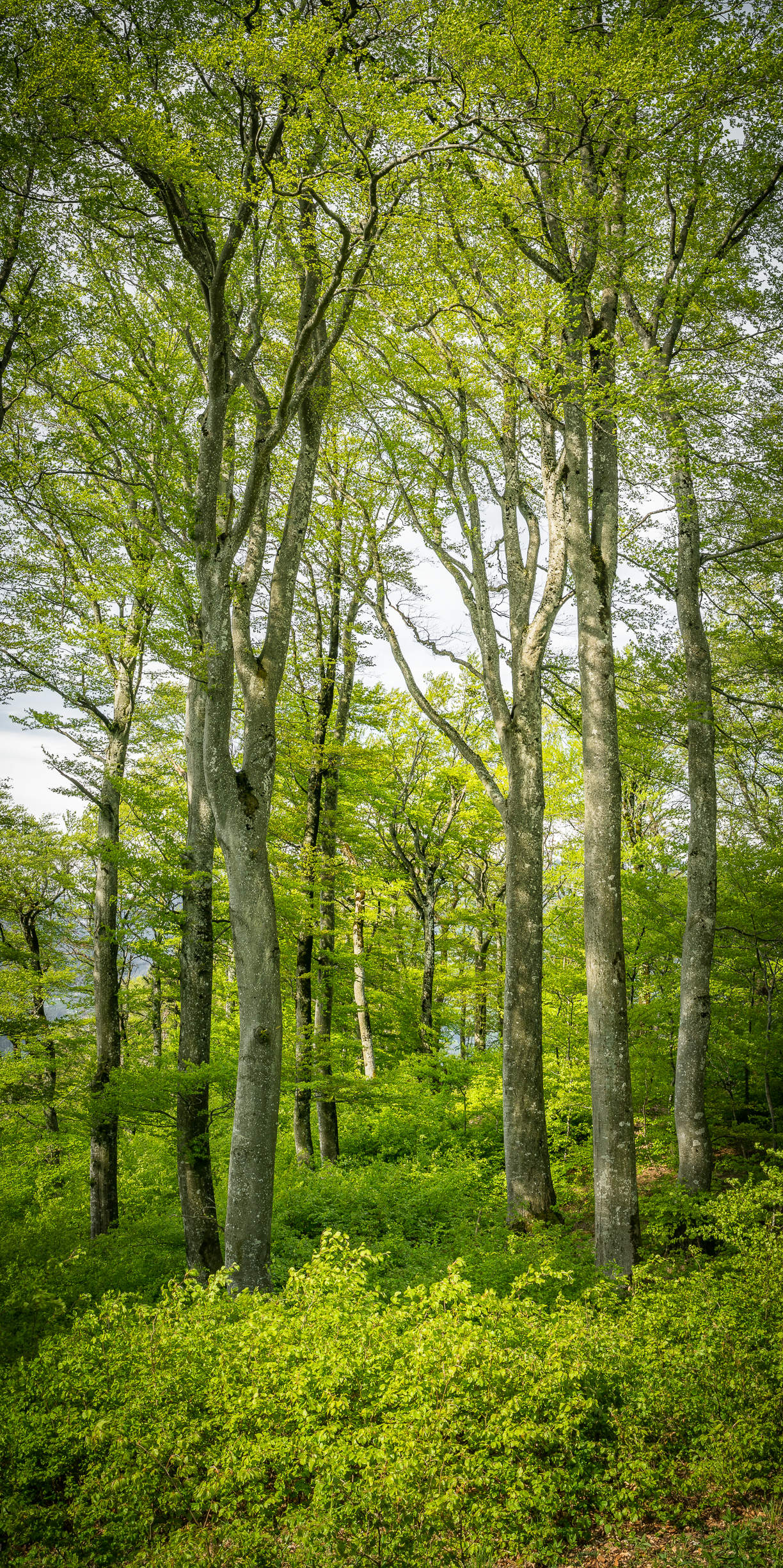 Der Wald erwacht - So frisch und satt das Grün der treibenden Buchen
Pano 2:1