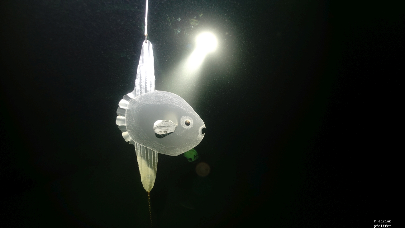 Mondfisch beim Ansaug Rietli/Bodensee, 42 m