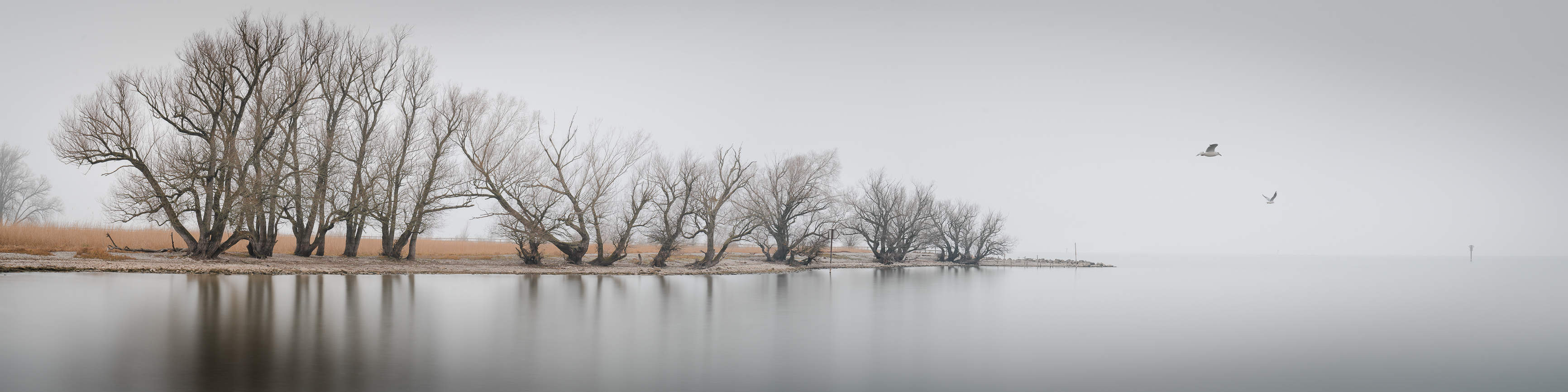 Uferweiden am Bodensee bei mystischer Nebelstimmung. Pano 4:1
