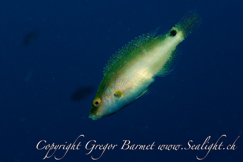 Augenfleck Lippfisch - Symhodus ocellatus
