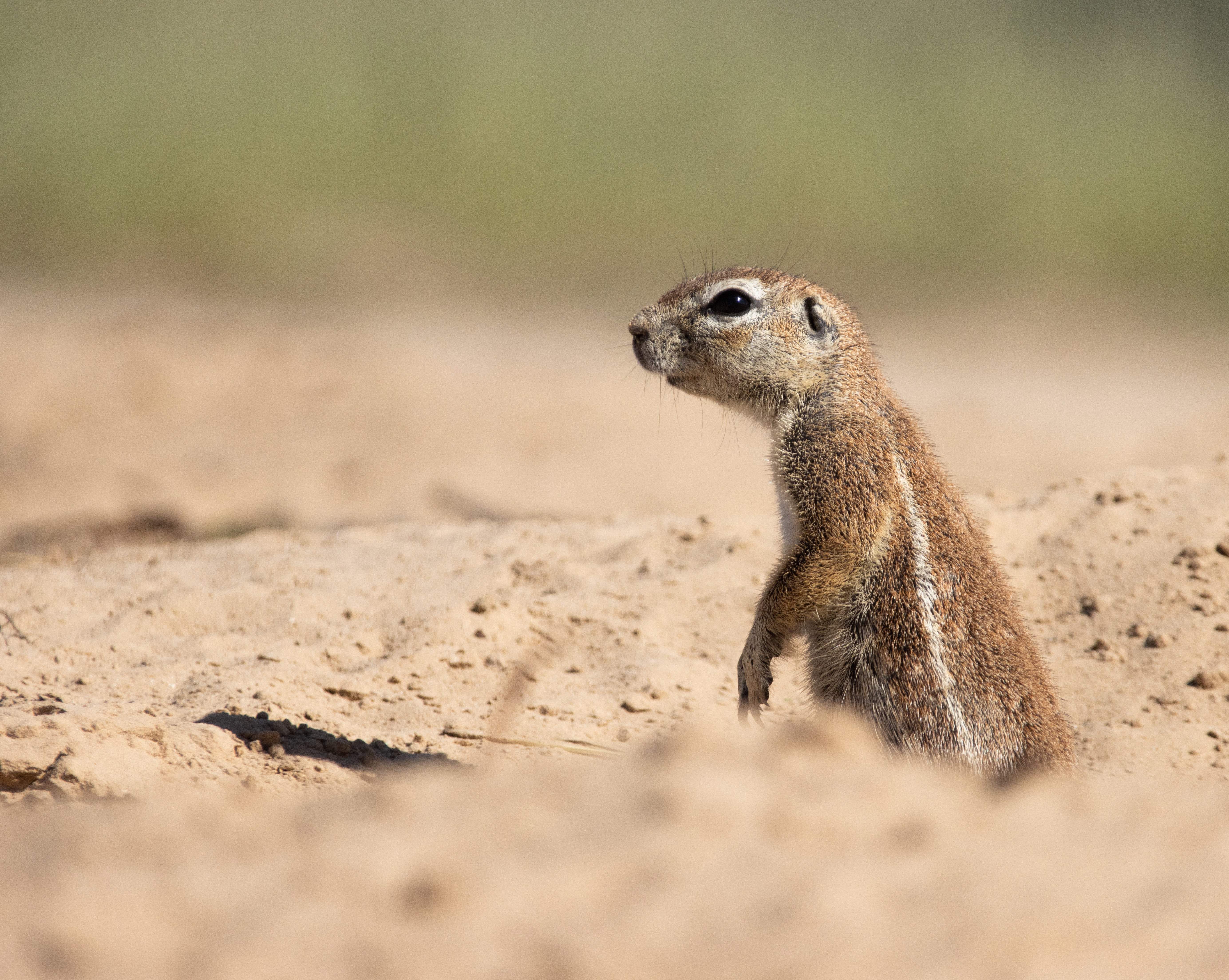 Botswana Reise 2024, Kgalagadi, Ground Squirrel