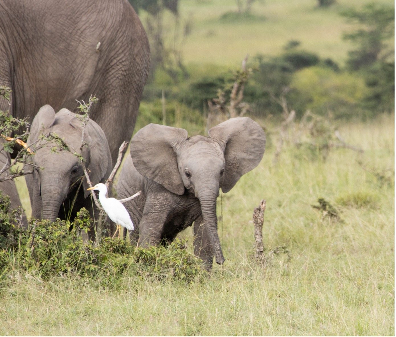 Kenya, Masai Mara, Elefant