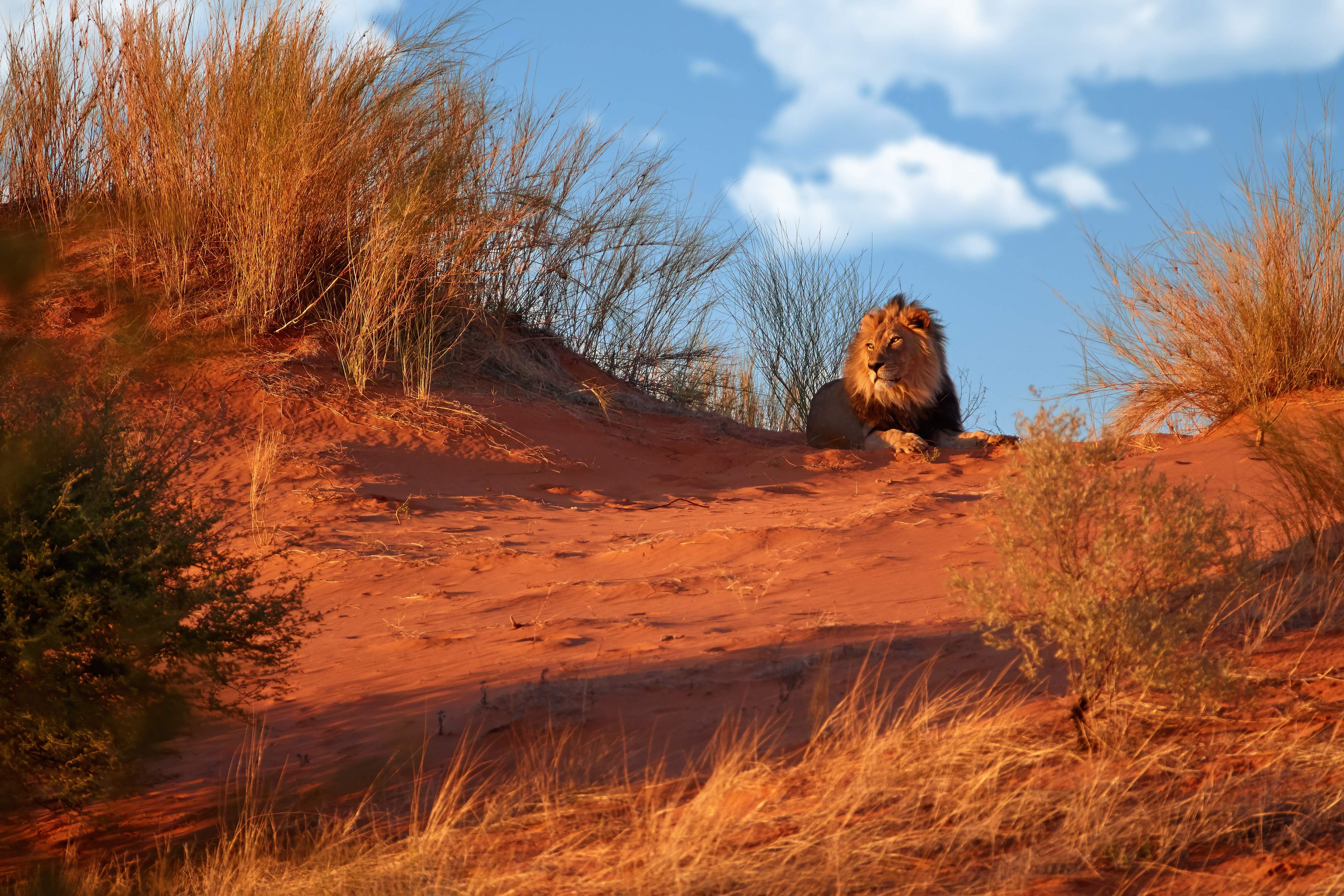 Kalahari-Löwe Kgalagadi
