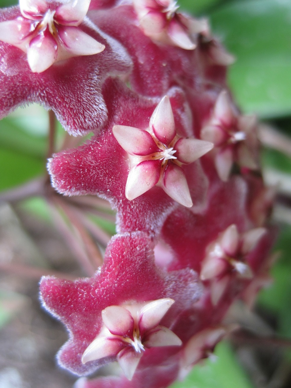 Wachsblume , Hoya Carnosa, Blumen Aphrosisia Teufen