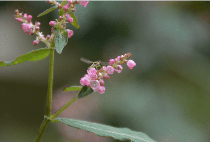 Persicaria campanulata (Koenigia campanulata)