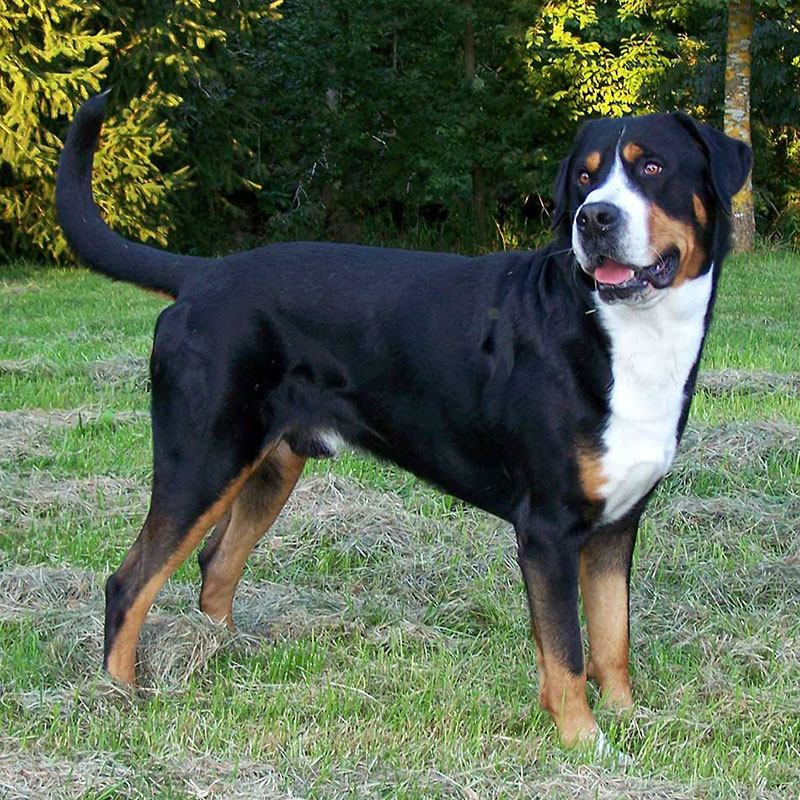 Grosser Schweizer Sennenhund | Grand Bouvier Suisse | Greater Swiss Mountain Dog