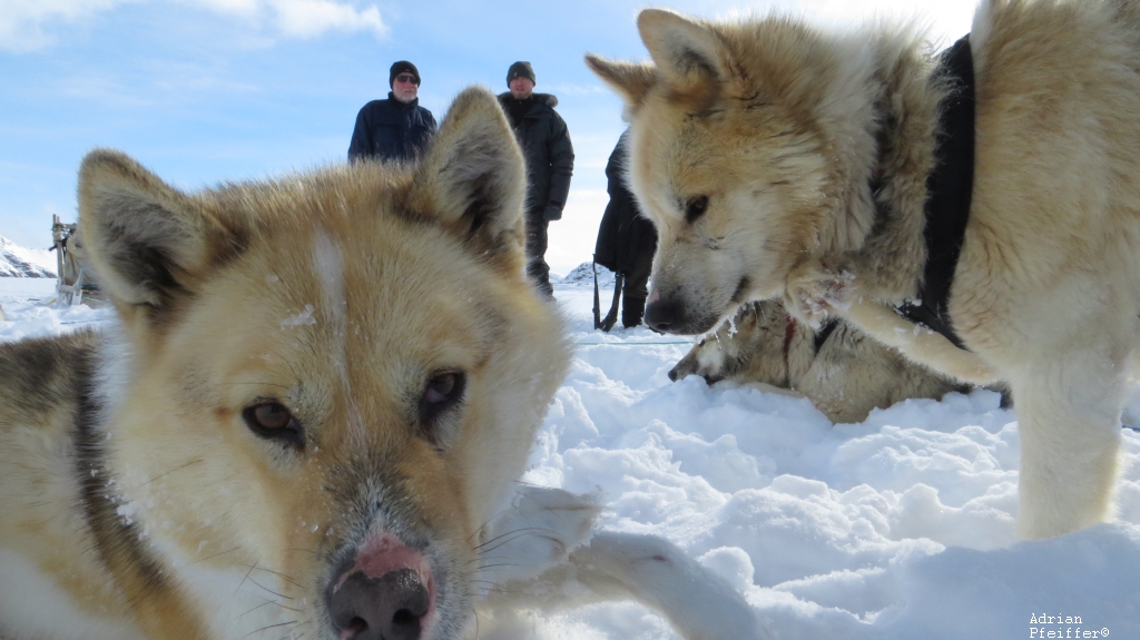 sondern Arbeitstiere und mehr Wolf als Hund: die grönländischen Schlittenhunde