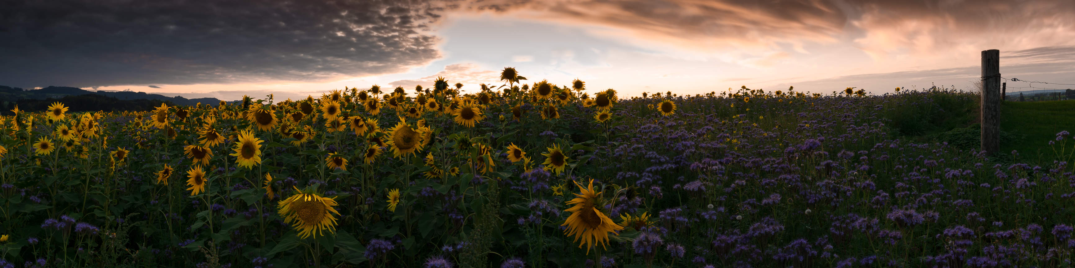 Sonnenblumenfeld entlang dem Bodensee, abends,
Pano 4:1