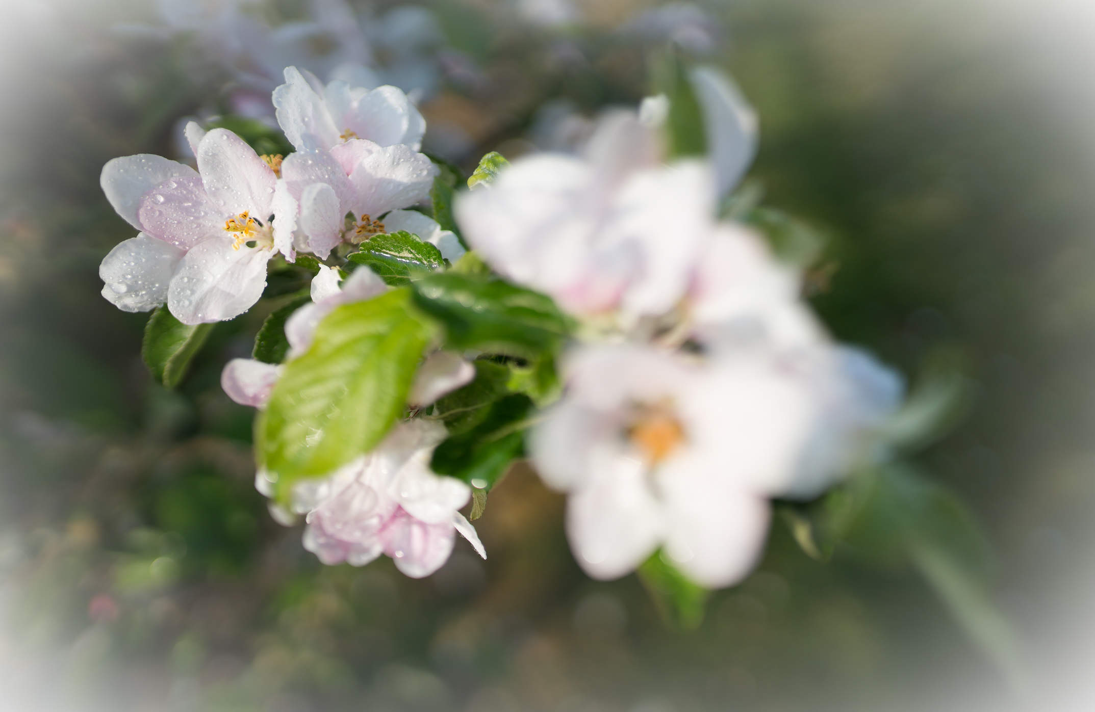Zeit der Apfelblüte im Thurgau - eine weiss-rosa Pracht