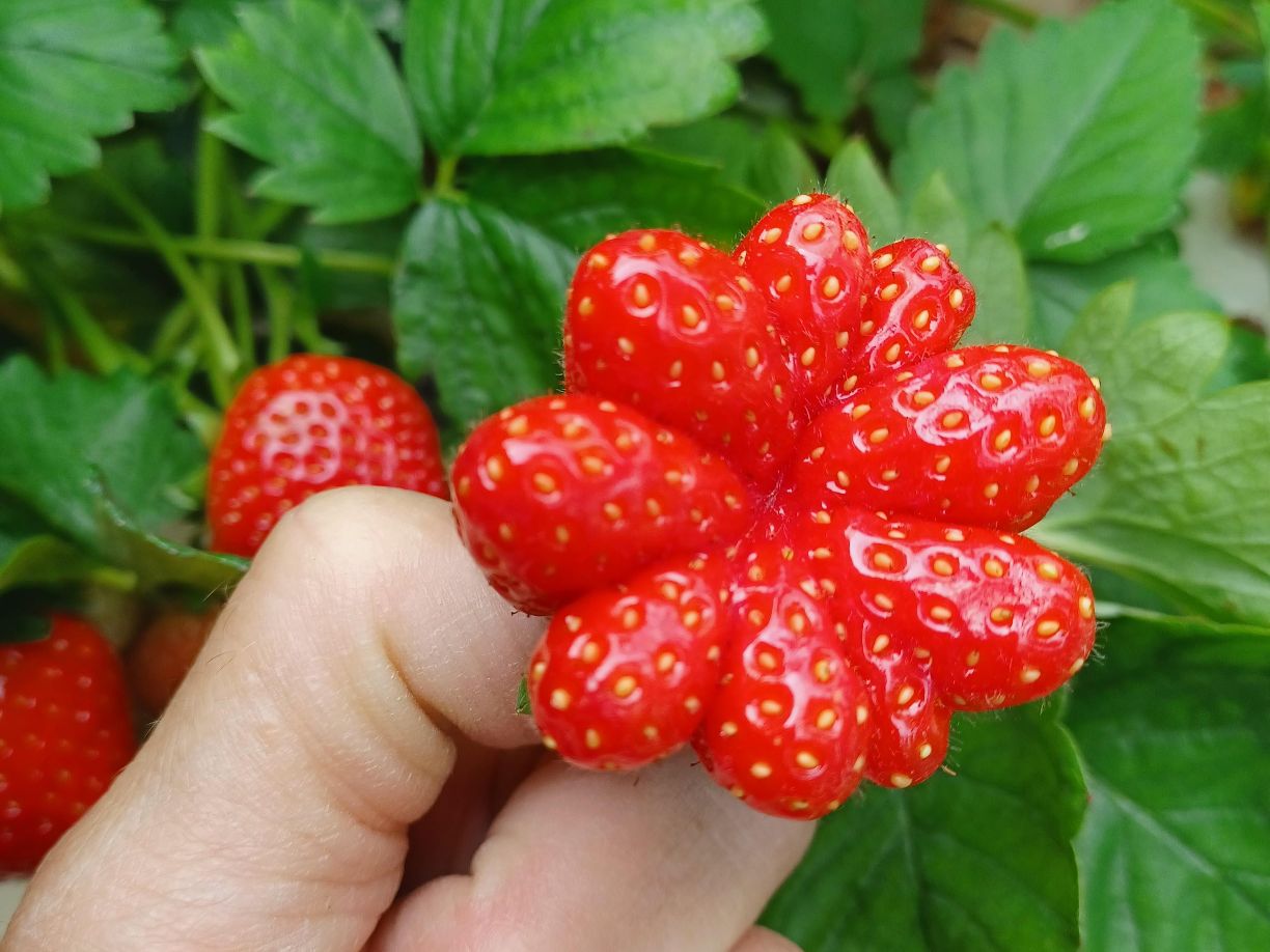 Erdbeeren Wunder der Natur Blume