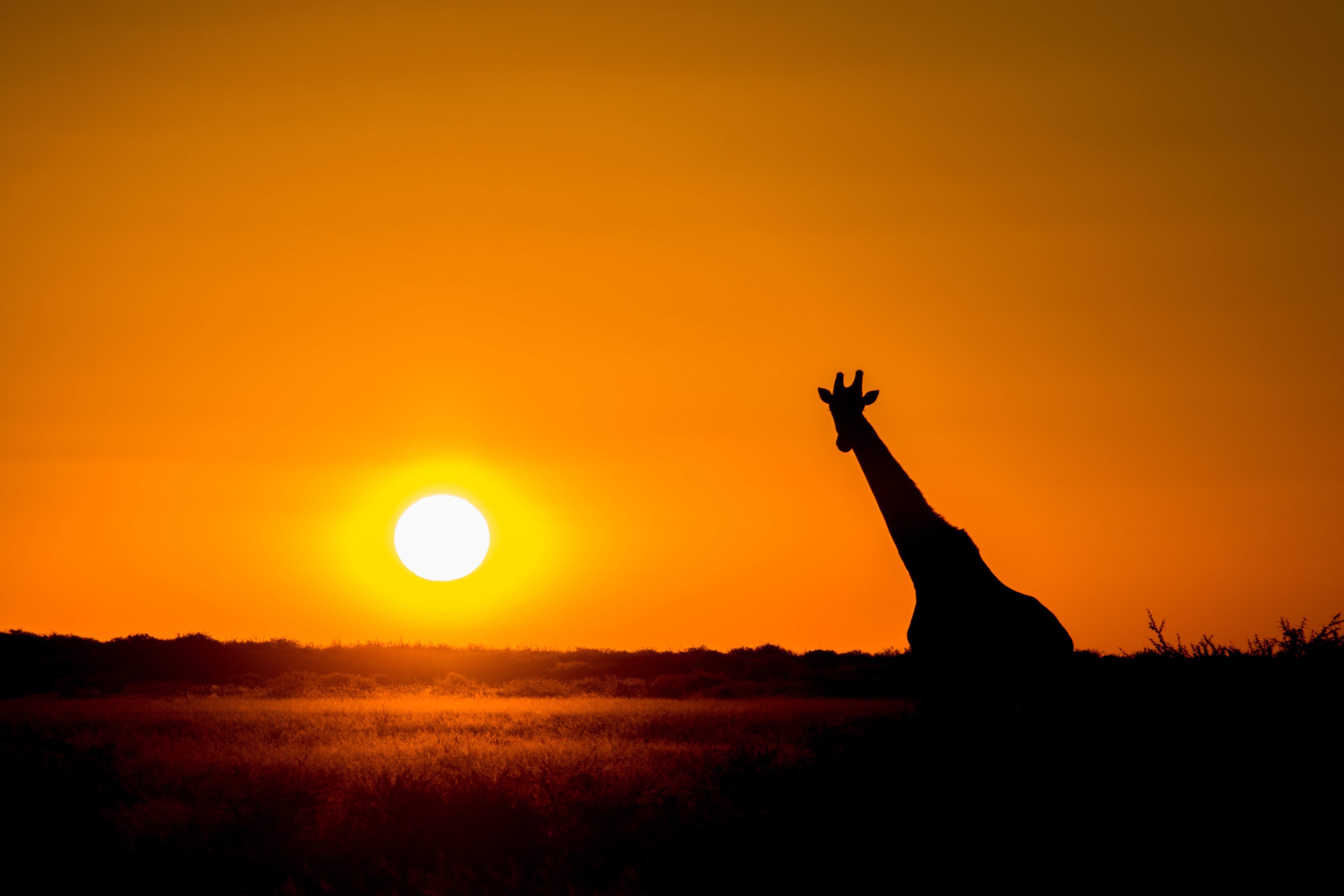 Botswana Reise 2022, Kalahari, Giraffe