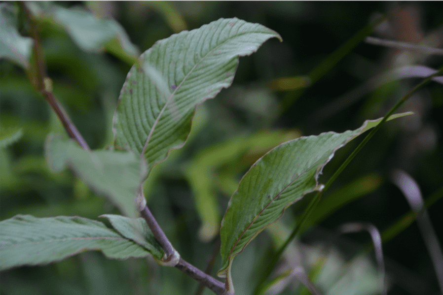Persicaria campanulata (Koenigia campanulata)