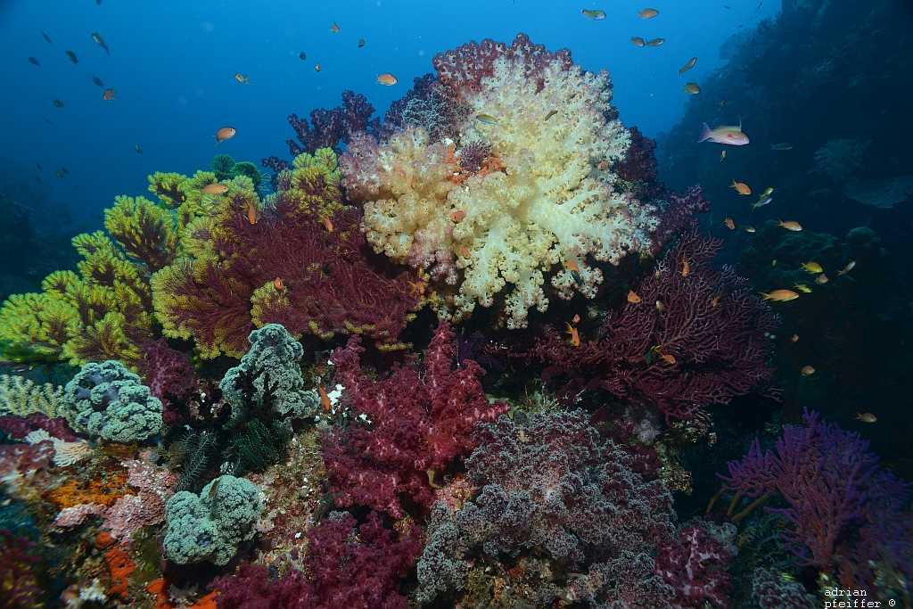 Farbenprächtiges Korallenpotpurri