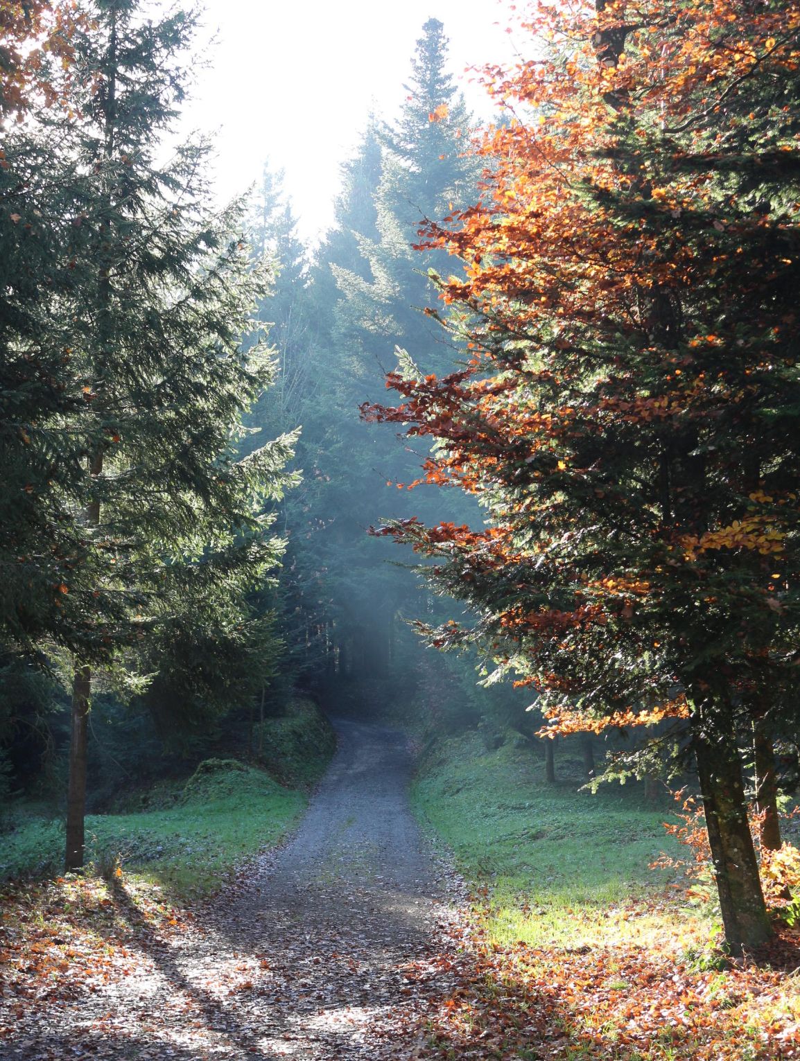 Sei lebendig, Coaching im Wald, Naturcoaching Luzern