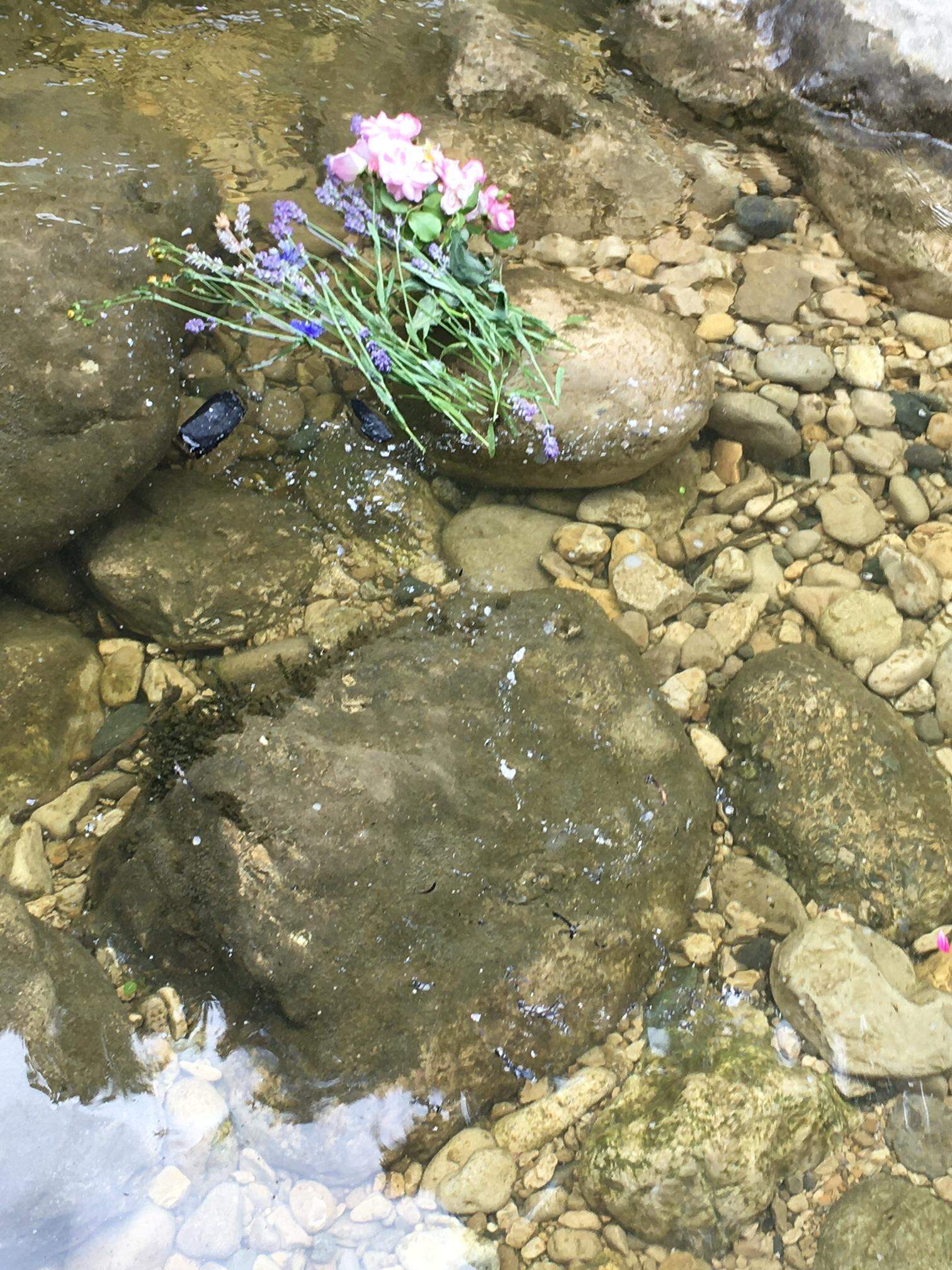 Blüten im Fluss