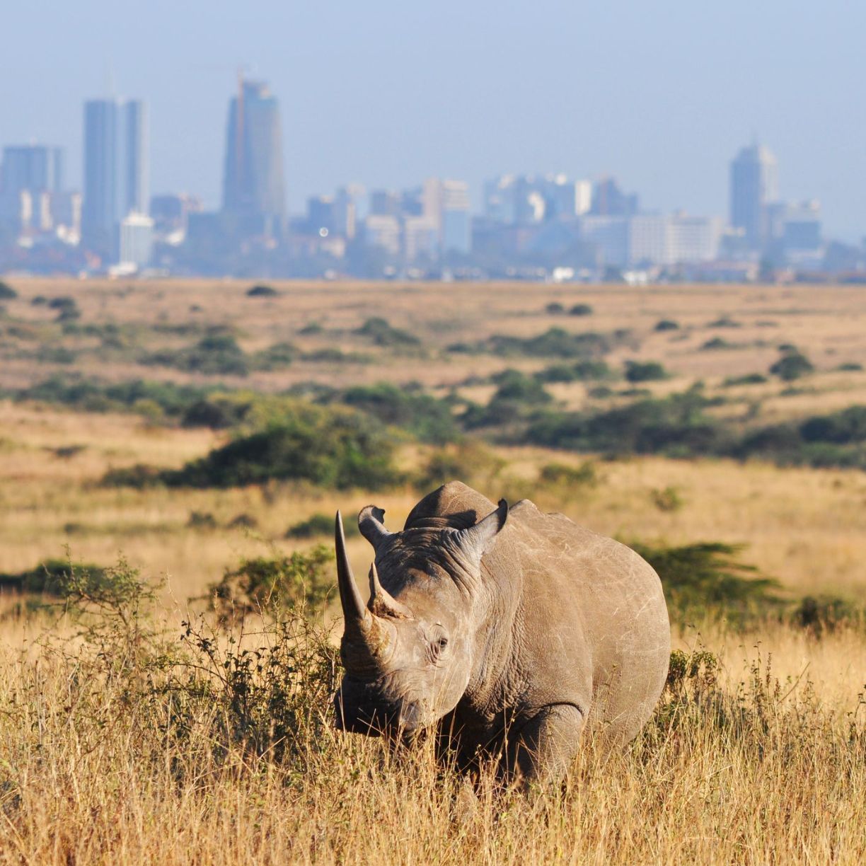 Nairobi National Park (14km)