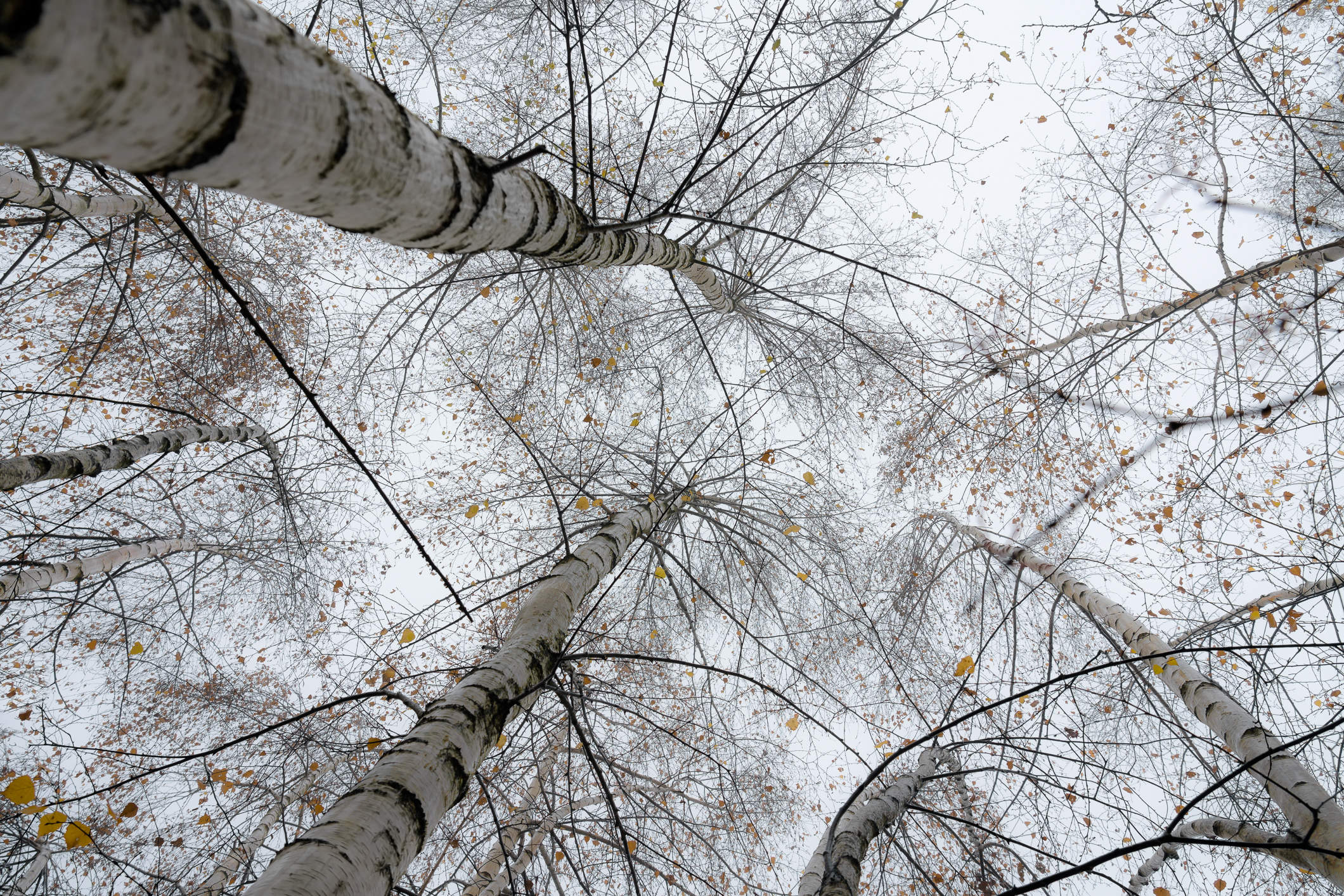 Herbstliche Birkenkronen am Bodensee