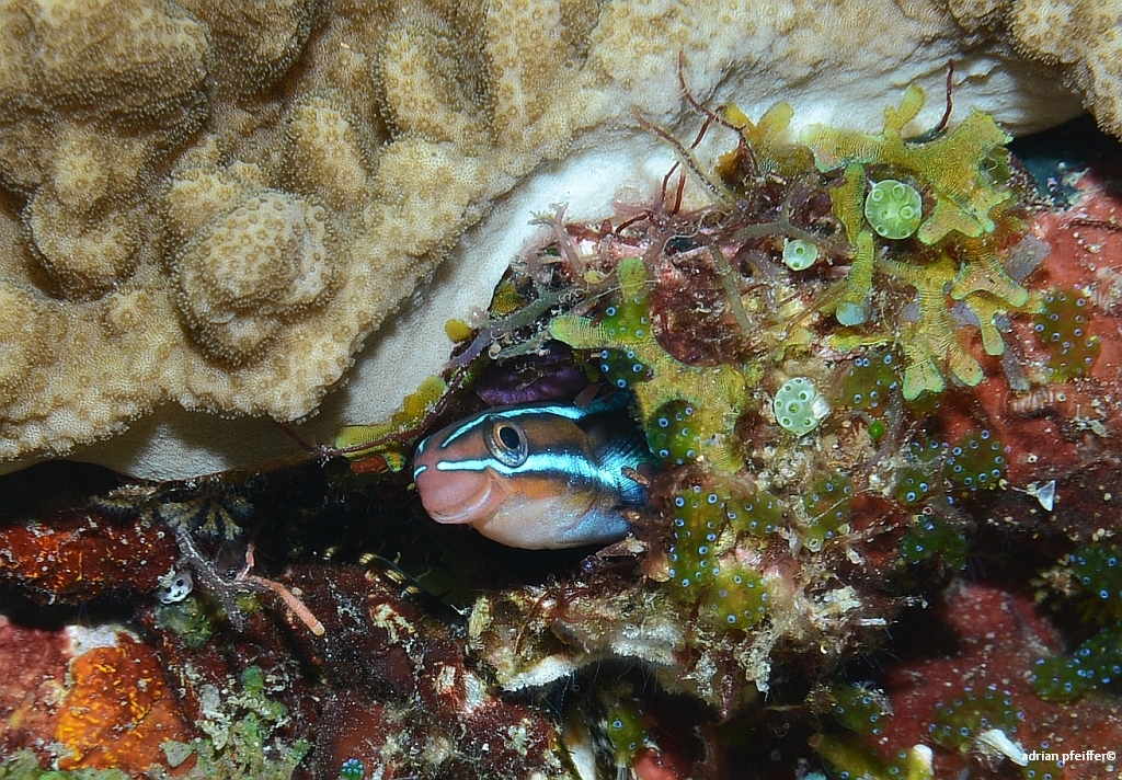 Blaugestreifte Blennidae (plagiotremus rhinorhynchos)